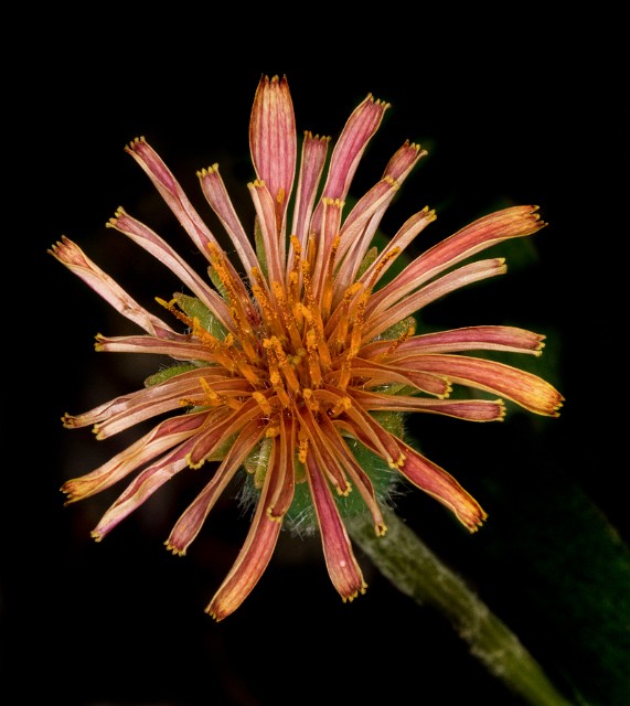 Agoseris - Orange Dandelion.jpg